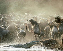 Masai Mara Air safari Package - Crocodile attacking wildebeest crossing the mara river