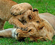 Mara Air safari Package - Lion family