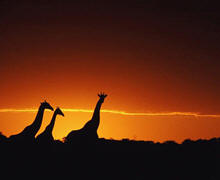 Samburu giraffe family