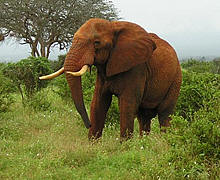 Elephant - Mombasa, Tsavo East and Tsavo West Safari